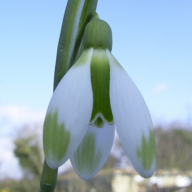 Galanthus 'Fieldgate Forte'