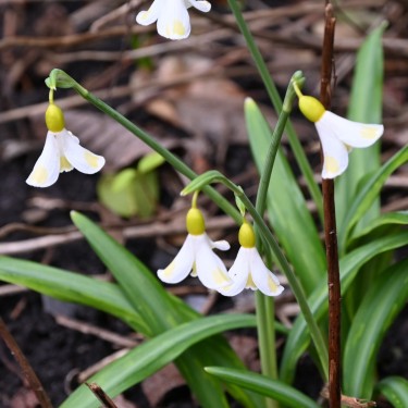 Galanthus 'Golden Fleece'