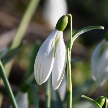 Galanthus 'Kildare' 