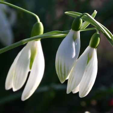 Galanthus 'Kildare' 