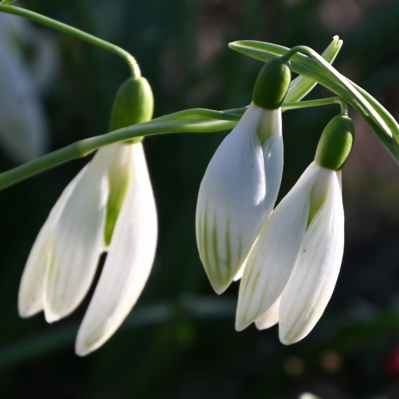 Galanthus 'Kildare' 