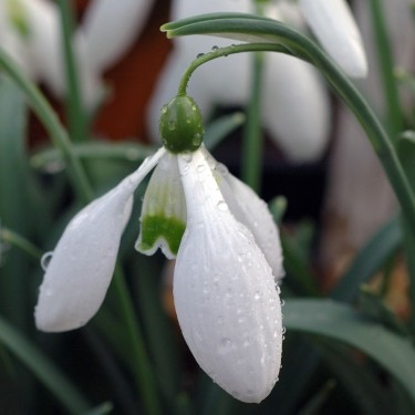 Galanthus 'Little Ben'