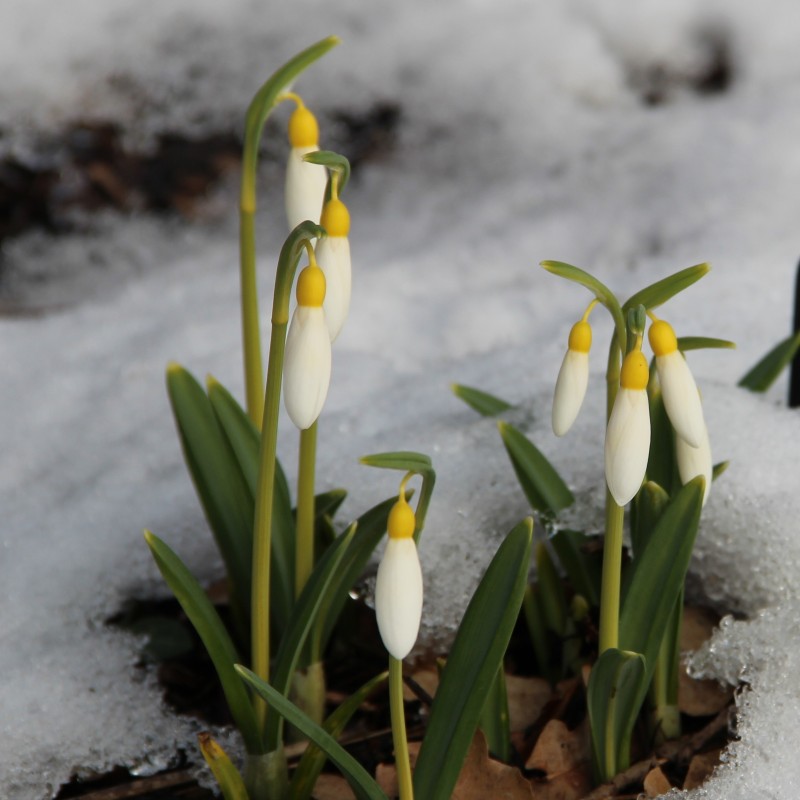 Galanthus 'Madelaine'