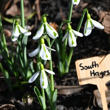 Galanthus 'South Hayes'