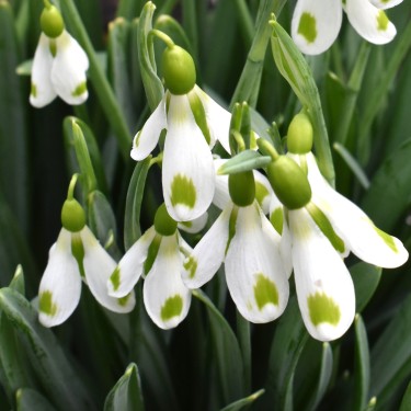 Galanthus 'The Wizard'
