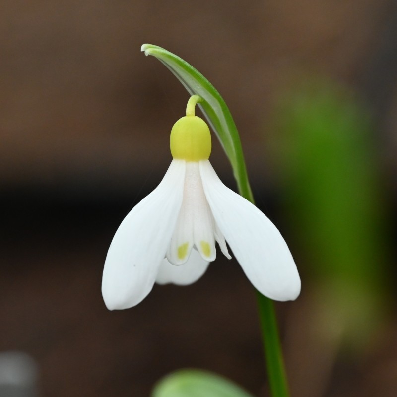 Galanthus woronowii 'Elizabeth Harrison'