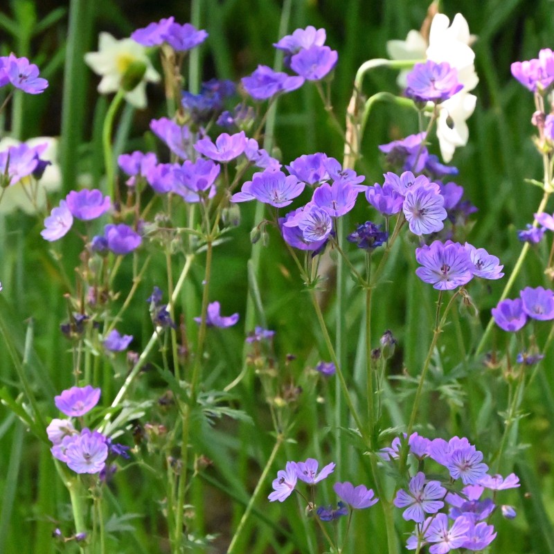 Geranium malviflorum Geranium malviflorum