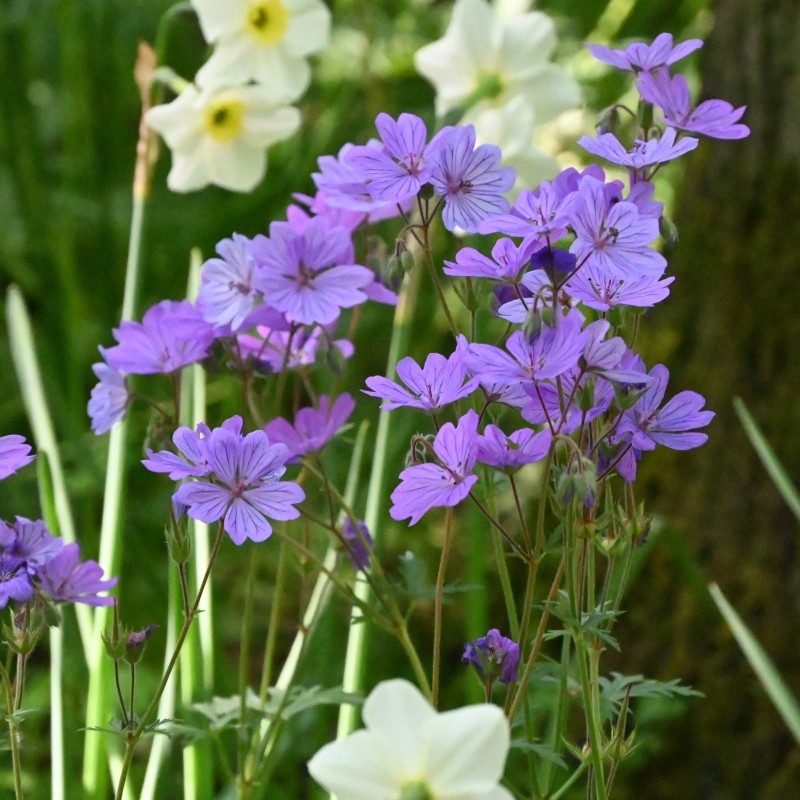 Geranium malviflorum Geranium malviflorum