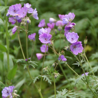 Geranium tuberosum