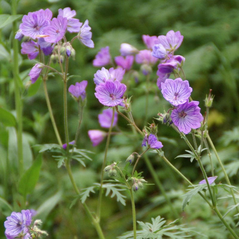 Geranium tuberosum