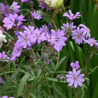 Geranium tuberosum