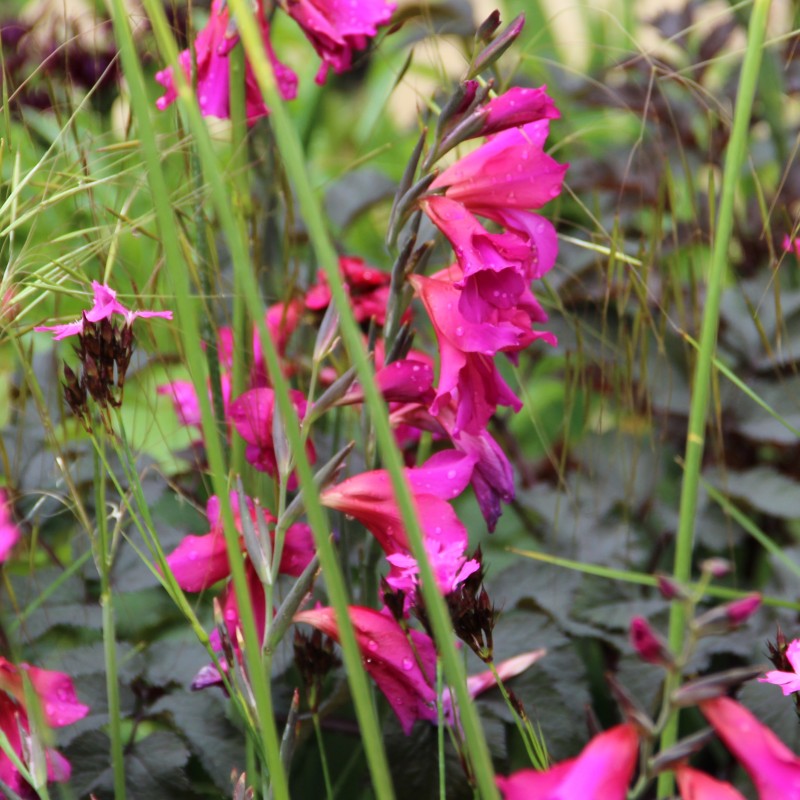 Gladiolus communis subsp. byzantinus