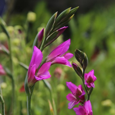 Gladiolus communis subsp. byzantinus