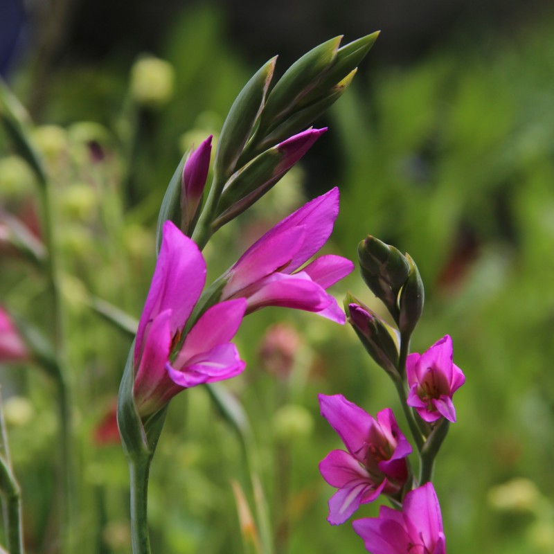 Gladiolus communis subsp. byzantinus