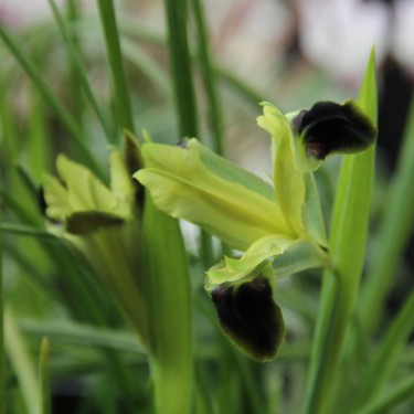 Hermodactylus tuberosa