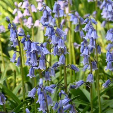 Hyacinthoides hispanica 'Excelsior'