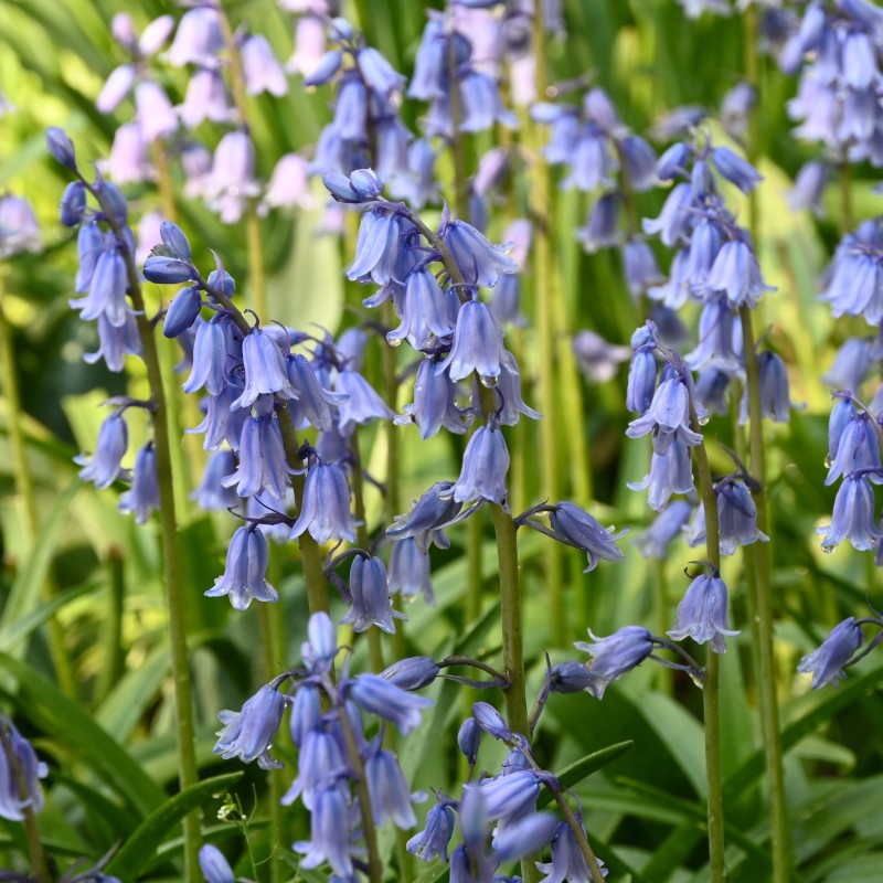 Hyacinthoides hispanica 'Excelsior'