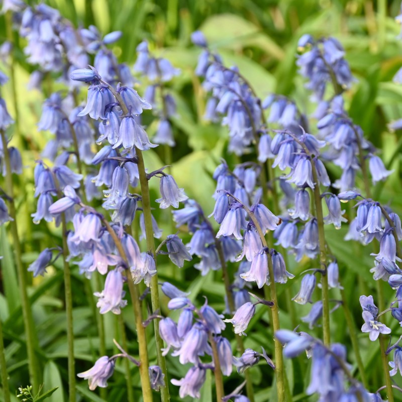 Hyacinthoides hispanica 'Excelsior'
