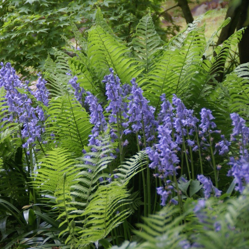 Hyacinthoides hispanica -blauw-