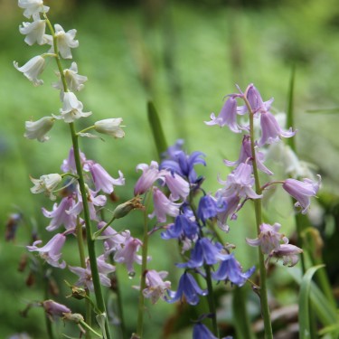 Hyacinthoides hispanica -mix-