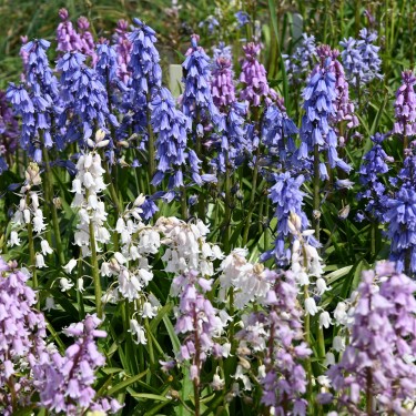 Hyacinthoides hispanica -mix-