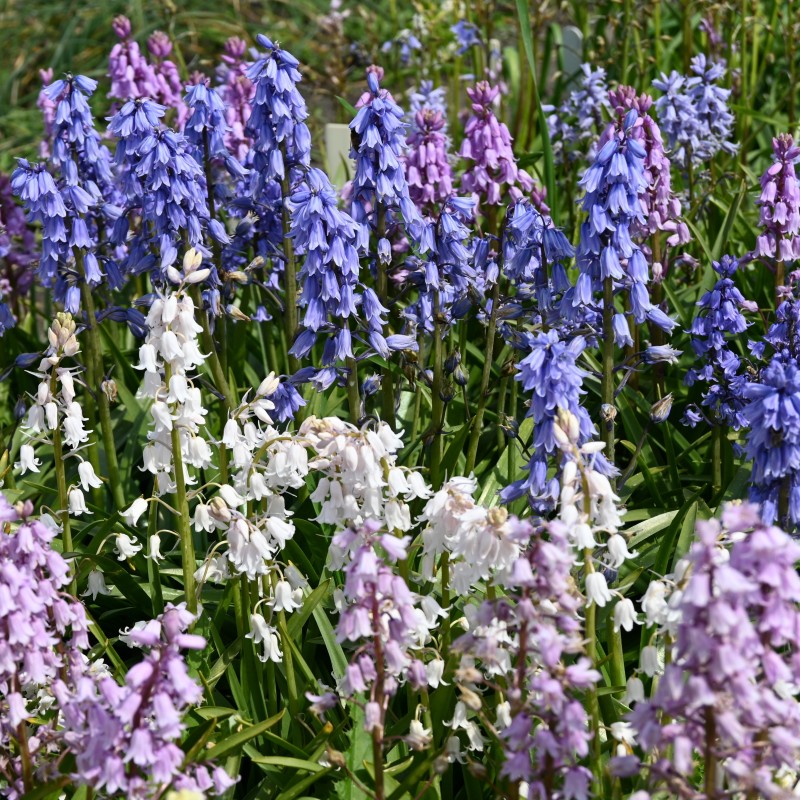 Hyacinthoides hispanica -mix-