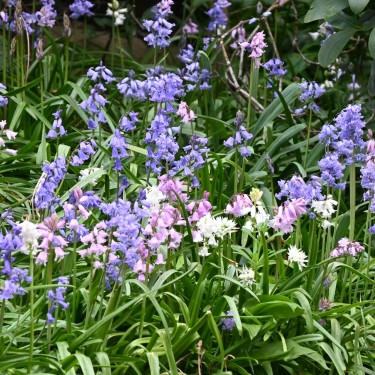 Hyacinthoides hispanica -mix-