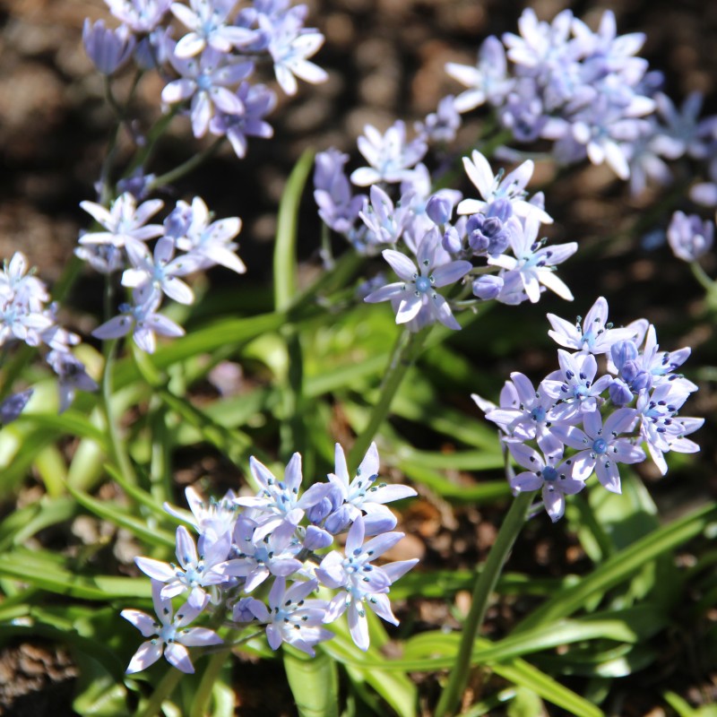Hyacinthoides mauritanica
