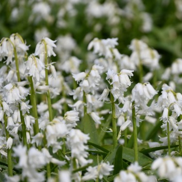 Hyacinthoides non-scripta 'Alba'