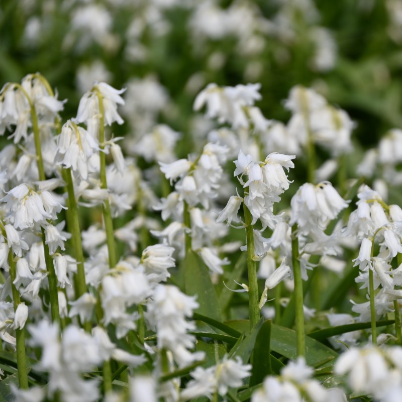 Hyacinthoides non-scripta 'Alba'