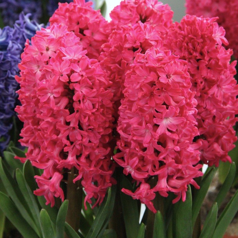 Hyacinthus orientalis 'Jan Bos' Hyacinthus orientalis 'Jan Bos'