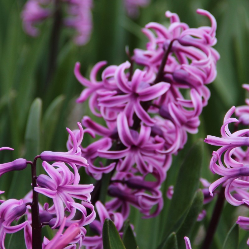 Hyacinthus orientalis 'Paul Herman'