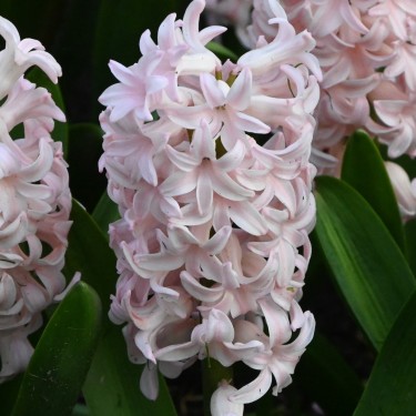Hyacinthus orientalis 'Pink Elephant'