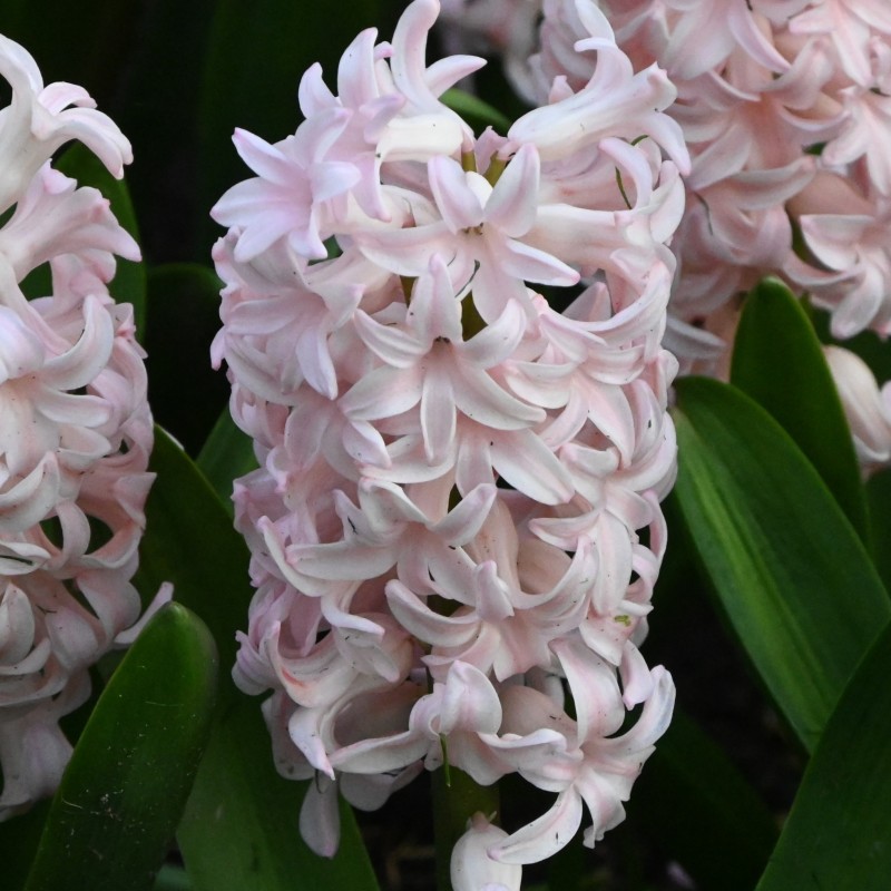 Hyacinthus orientalis 'Pink Elephant'