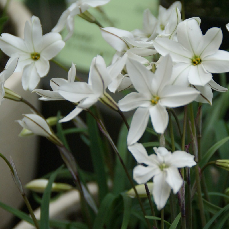 Ipheion uniflorum 'Alberto Castillo'