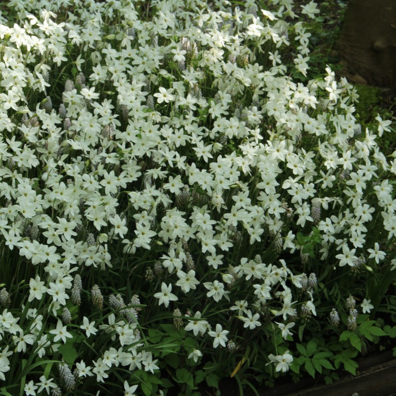 Ipheion uniflorum 'Alberto Castillo'