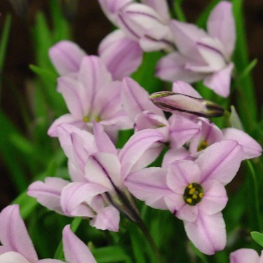 Ipheion uniflorum 'Charlotte Bishop'
