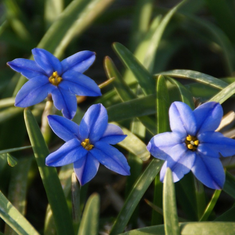 Ipheion uniflorum 'Jessie'