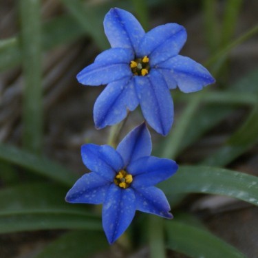 Ipheion uniflorum 'Jessie'