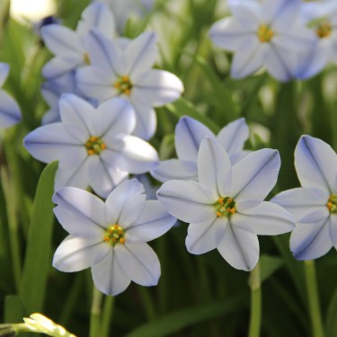 Ipheion uniflorum 'Rolf Fiedler'
