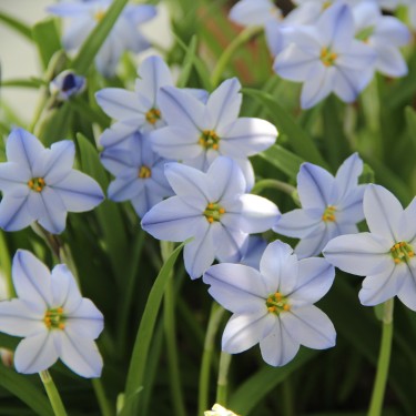 Ipheion uniflorum 'Rolf Fiedler'