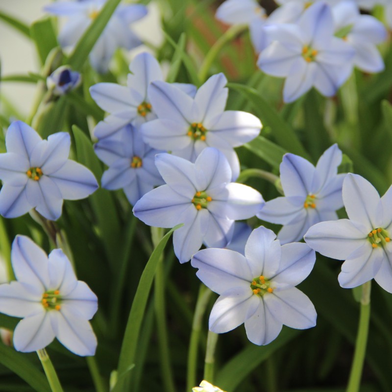 Ipheion uniflorum 'Rolf Fiedler'