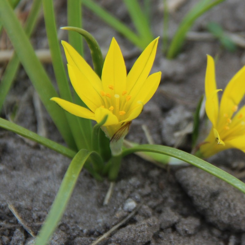 Nothoscordum dialystemon