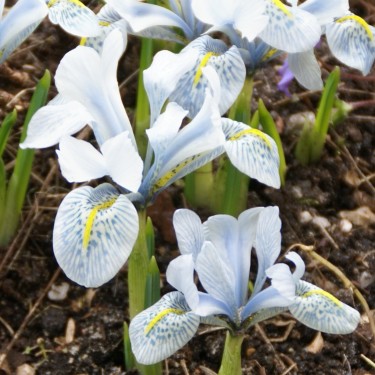 Iris 'Katharine Hodgkin'
