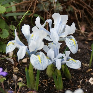 Iris 'Katharine Hodgkin'