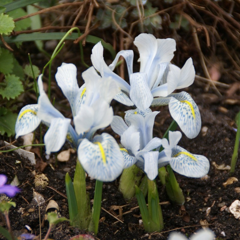 Iris 'Katharine Hodgkin'