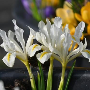 Iris 'Louise'