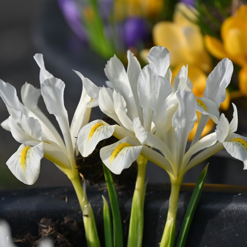 Iris 'Louise'