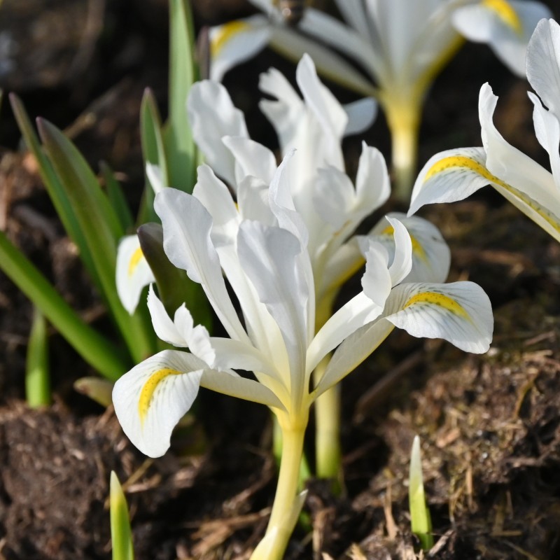 Iris 'Louise'