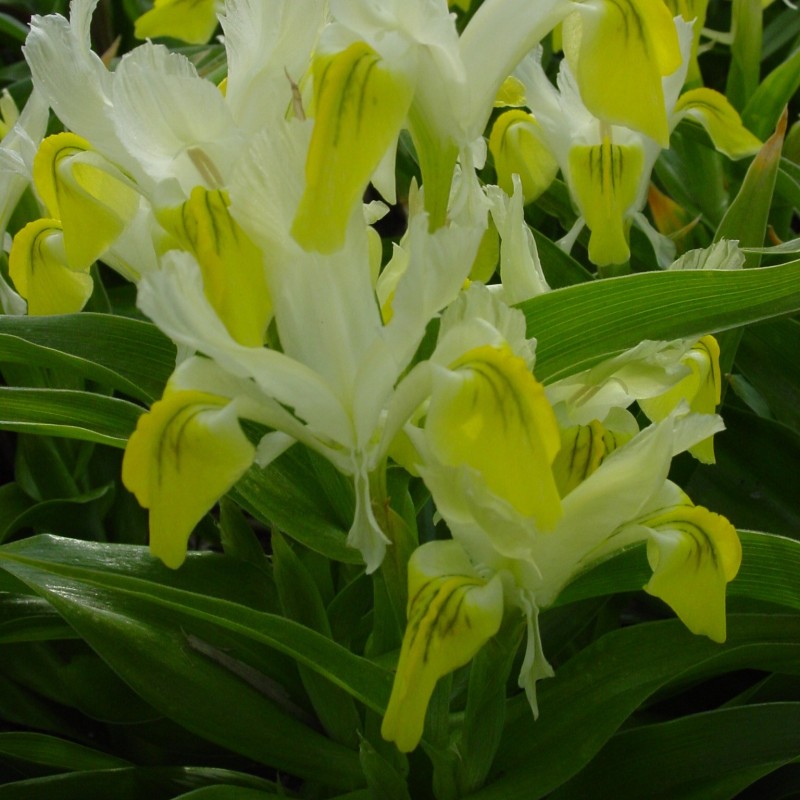 Iris bucharica Iris bucharica